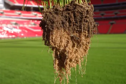 Bigger view of Stronger &amp; deeper root development.