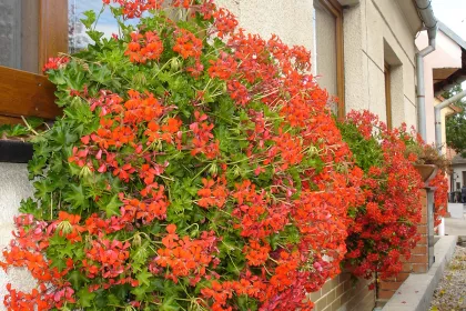 Bigger view of Pelargonie v balkonových truhlících