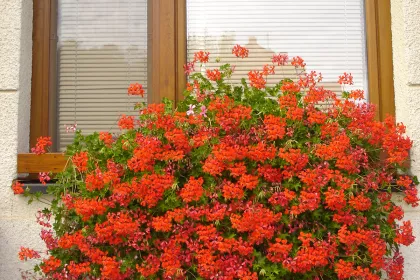 Bigger view of Pelargonie v balkonových truhlících