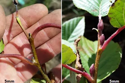 Bigger view of Apical buds, Control C8 (left), TerraCottem Universal® Treated T1 (right).