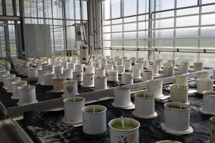 Bigger view of 15 September 2015 - Grass germinating