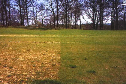 Bigger view of Better seed germination.