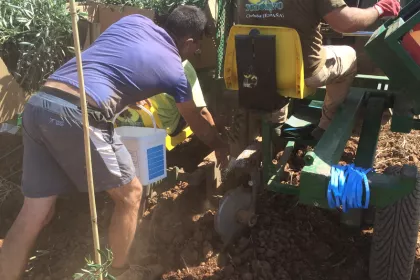 Bigger view of Olive tree planting with TerraCottem Universal, Los Nietos, Carmona (Sevilla), Spain - Aim for using TC: reduction in irrigation, better growth.