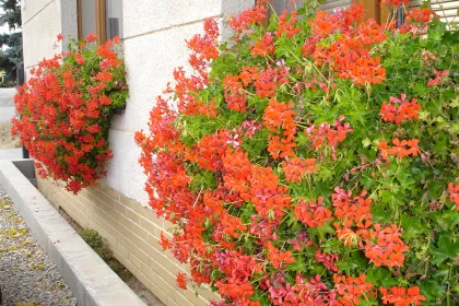 Bigger view of Pelargonie v balkonových truhlících
