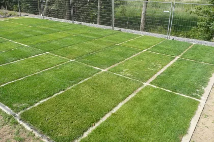 Bigger view of Stronger grass and healthier turf.