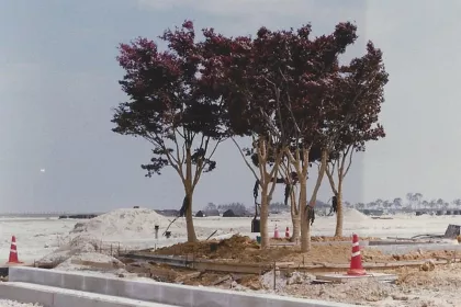 Bigger view of Tree planting with TerraCottem Universal, Incheon International Airport, South Korea.