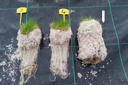 Bigger view of 4 January 2016 - Root sampling