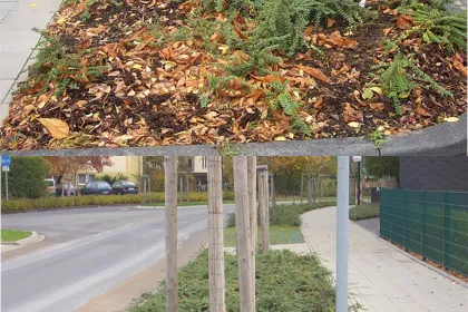 Bigger view of Snellere en betere vestiging van de planten (boven: GEEN TerraCottem, onderaan: MET TerraCottem).