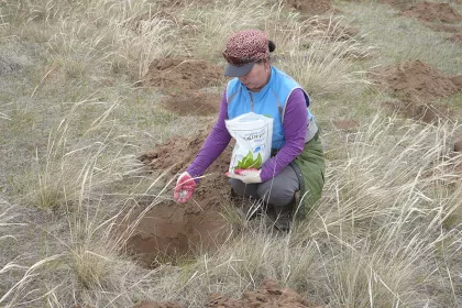 Bigger view of TerraCottem Universal application at the Green Asia Mongolia desertification prevention project.