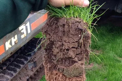 Bigger view of Root development with TerraCottem turf at Anfield Road, Liverpool, UK.