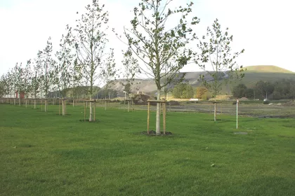 Bigger view of Tree planting with an 97.7% success rate in a residential area on a former coal mine in the city of Winterslag, Belgium.