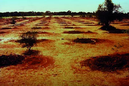 Bigger view of Arbole, Burkina Faso (1988): Native trees planted with TerraCottem soil enhancer just before the rainy season.
