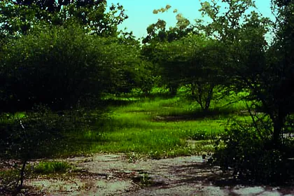 Bigger view of Arbole, Burkina Faso (1992): Four years later.