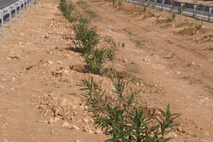 Bigger view of Higher resistance to drought stress and diseases.