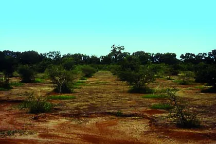 Bigger view of Arbole, Burkina Faso (1990): Two years later.