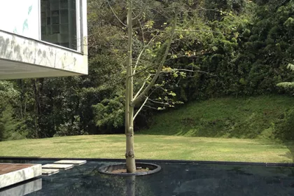 Bigger view of Tree planting with TerraCottem Universal, Medellin, Colombia.