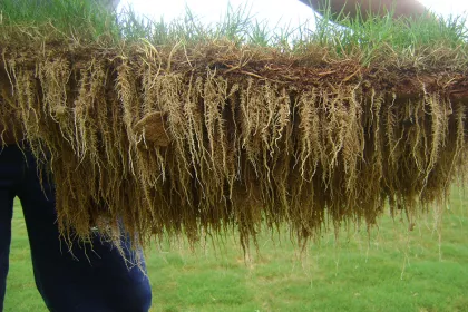 Bigger view of Grass sample of TerraCottem-treated root zone layer, Belo Horizonte, Brazil.