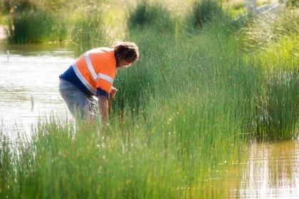 Bigger view of Sewerage ponds into wildlife lakes
