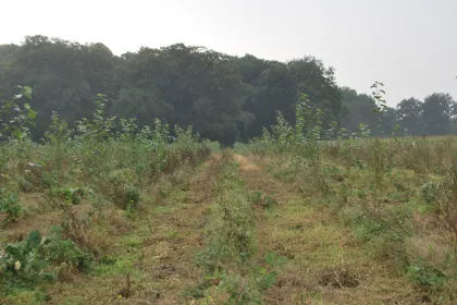 Bigger view of Tree planting with TerraCottem Universal, Bielefeld, Germany.