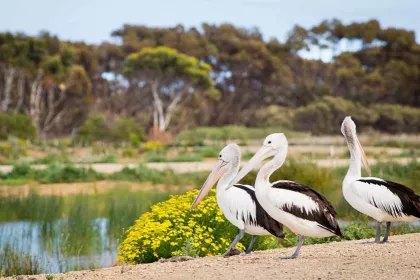 Bigger view of Sewerage ponds into wildlife lakes