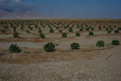 Bigger view of Biofuel plantation with TerraCottem Universal on degraded soil treated with sewage water, Suez, Egypt.
