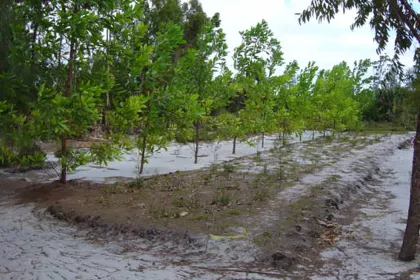 Bigger view of Environmental reforestation with TerraCottem Universal, Madagascar.