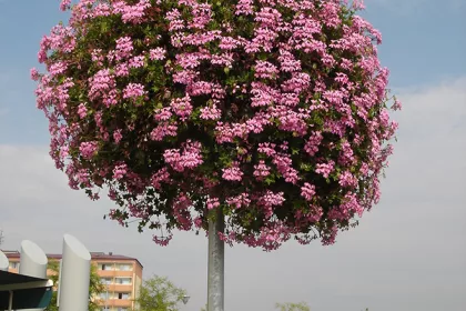 Bigger view of TerraCottem Universal in hanging baskets, Otrokovice, Czech Republic.