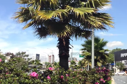 Bigger view of TerraCottem Universal in bloembedden, Belo Horizonte, Brazilië.