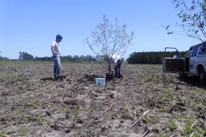 Bigger view of Tree planting with TerraCottem Universal, Santa Ana, Cologne, Uruguay.