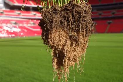 Bigger view of Root development with TerraCottem turf at Wembley Stadium, London, UK.