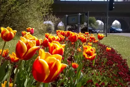 Bigger view of TerraCottem Universal in flower beds, Fareham Borough Council, UK.