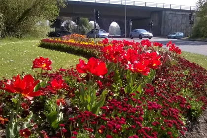 Bigger view of TerraCottem Universal in flower beds, Fareham Borough Council, UK.