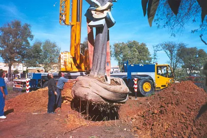 Bigger view of Transplant of Celtis australis, Jerez, Spain.