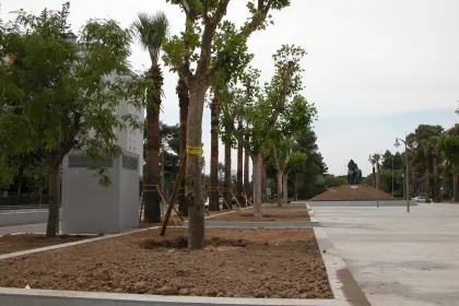 Bigger view of Platanus transplanted with TerraCottem Universal, Plaza del Caballo, Jerez, Spain.