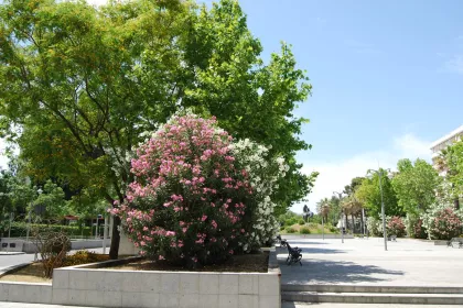 Bigger view of Platanus transplanted with TerraCottem Universal, Plaza del Caballo, Jerez, Spain - 10 years after transplant.