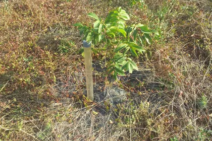 Bigger view of Monitoring the trials.