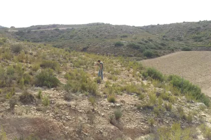 Bigger view of Jaime Coello inspecting the trial plots.