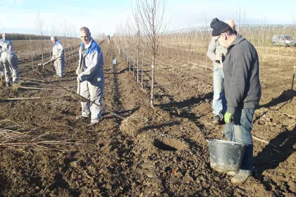 Bigger view of Planting: December 2016