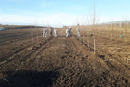 Bigger view of Planting: December 2016