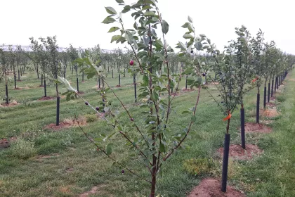 Bigger view of 6 months after planting (June 2017)