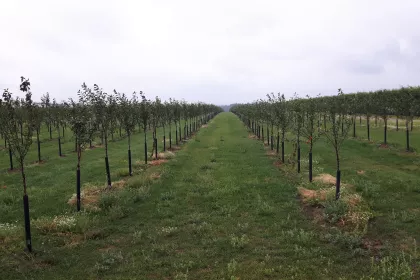 Bigger view of 6 months after planting (June 2017)