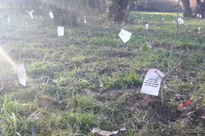 Bigger view of Boomaanplanting voor de Warmste Week