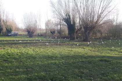 Bigger view of Boomaanplanting voor de Warmste Week