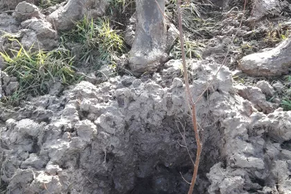 Bigger view of Boomaanplanting voor de Warmste Week