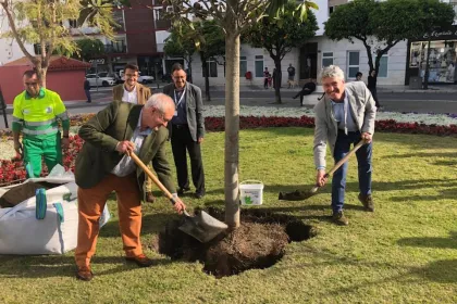 Bigger view of Plantación del árbol conmemorativo Congreso Estepona 2018, Magnolia grandiflora