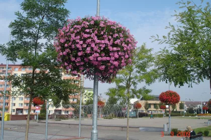 Bigger view of Závěsné květináče Otrokovice
