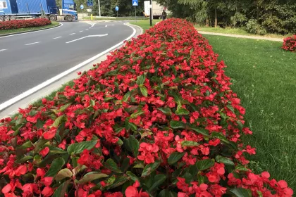 Bigger view of Oudenaarde, de gemeente met lovenswaardige bloemeninitiatieven
