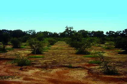 Bigger view of Arbole, Burkina Faso (1990): Two years later.