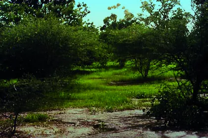 Bigger view of Arbole, Burkina Faso (1992): Four years later.