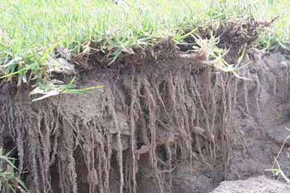 Bigger view of Amazing root growth approximately –between 150mm- 200m - after only two to three weeks of laying.